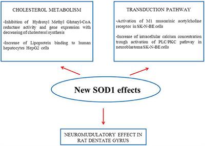 The Cu, Zn Superoxide Dismutase: Not Only a Dismutase Enzyme